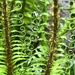 Ferns in the Rain