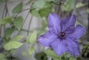 25th Apr 2024 - Clematis