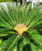 26th Apr 2024 - Sago Palm