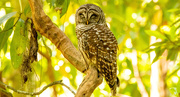 25th Apr 2024 - Barred Owl, Checking Me Out!