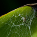 Itsy bitsy spider by twinoaks