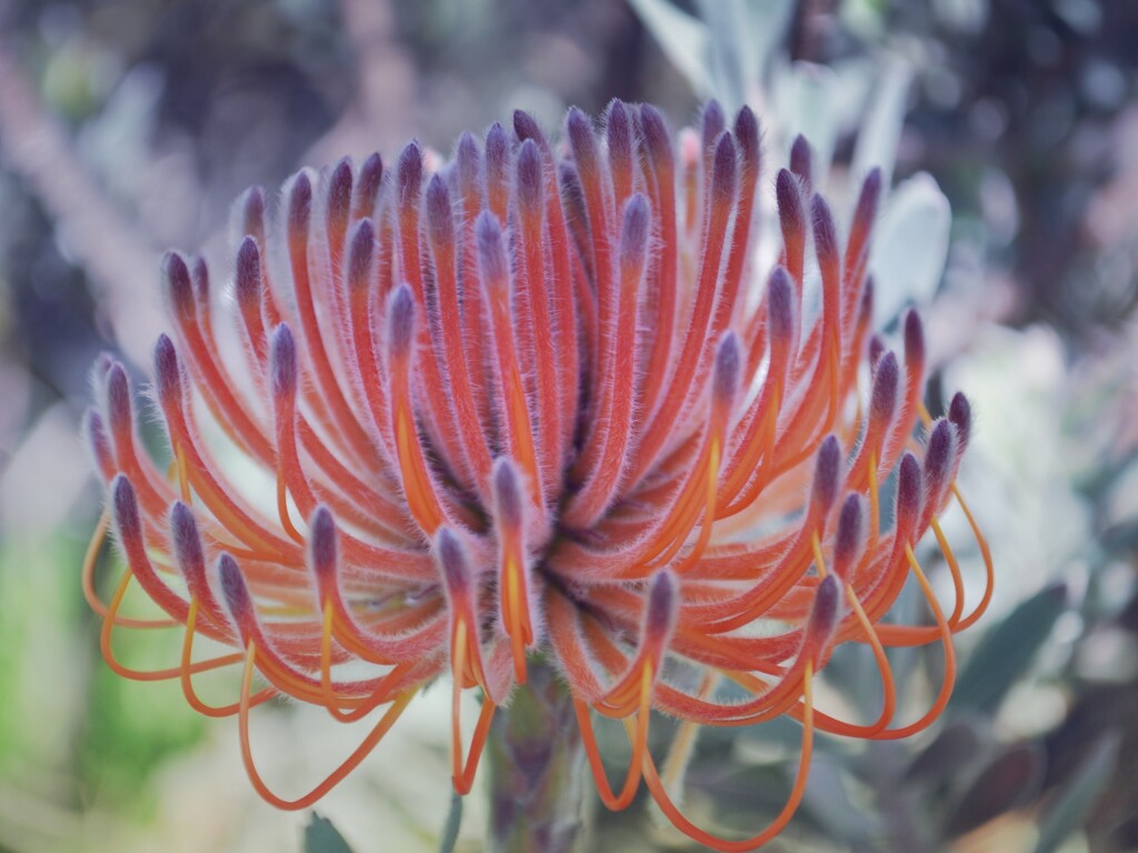 Pincushion protea by sonyam