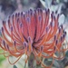 Pincushion protea by sonyam
