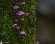 26th Apr 2024 - Pink fungi