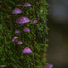 Pink fungi