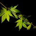 Acer Japanese Jewels 2 by allsop