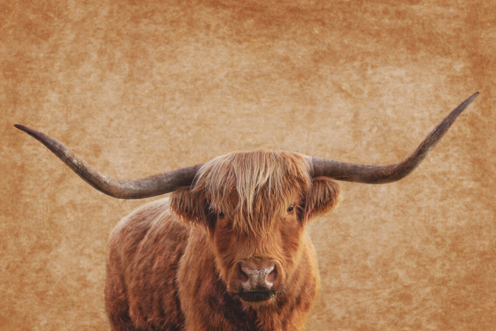 Highland Bull with Textures by nickspicsnz