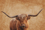 24th Apr 2024 - Highland Bull with Textures