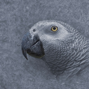 23rd Apr 2024 - African Grey with Textures