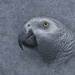 African Grey with Textures