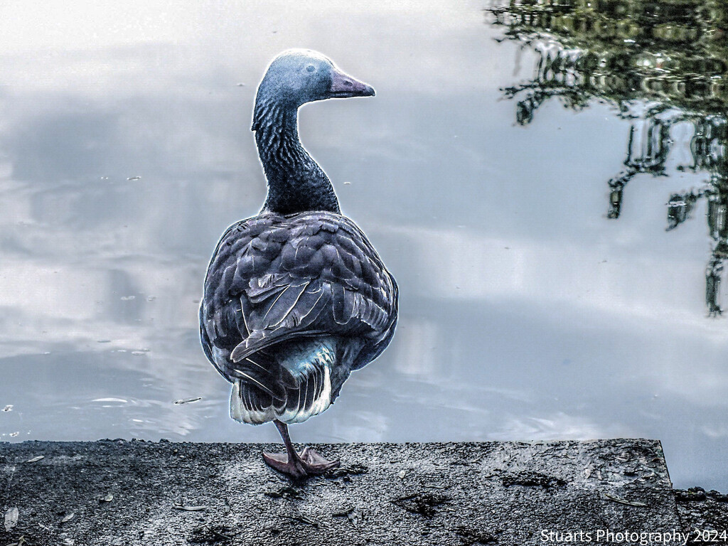 Goose on guard by stuart46