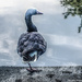 Goose on guard by stuart46