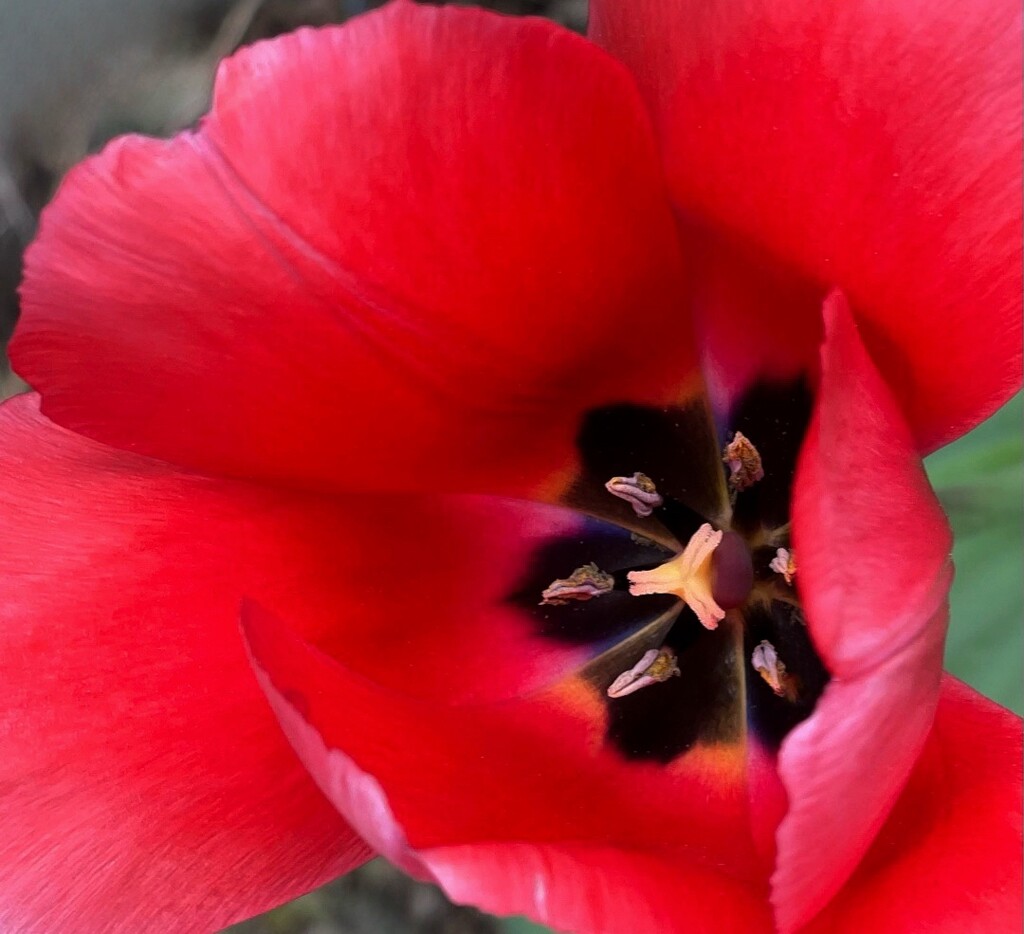 The Red Tulip by gardenfolk
