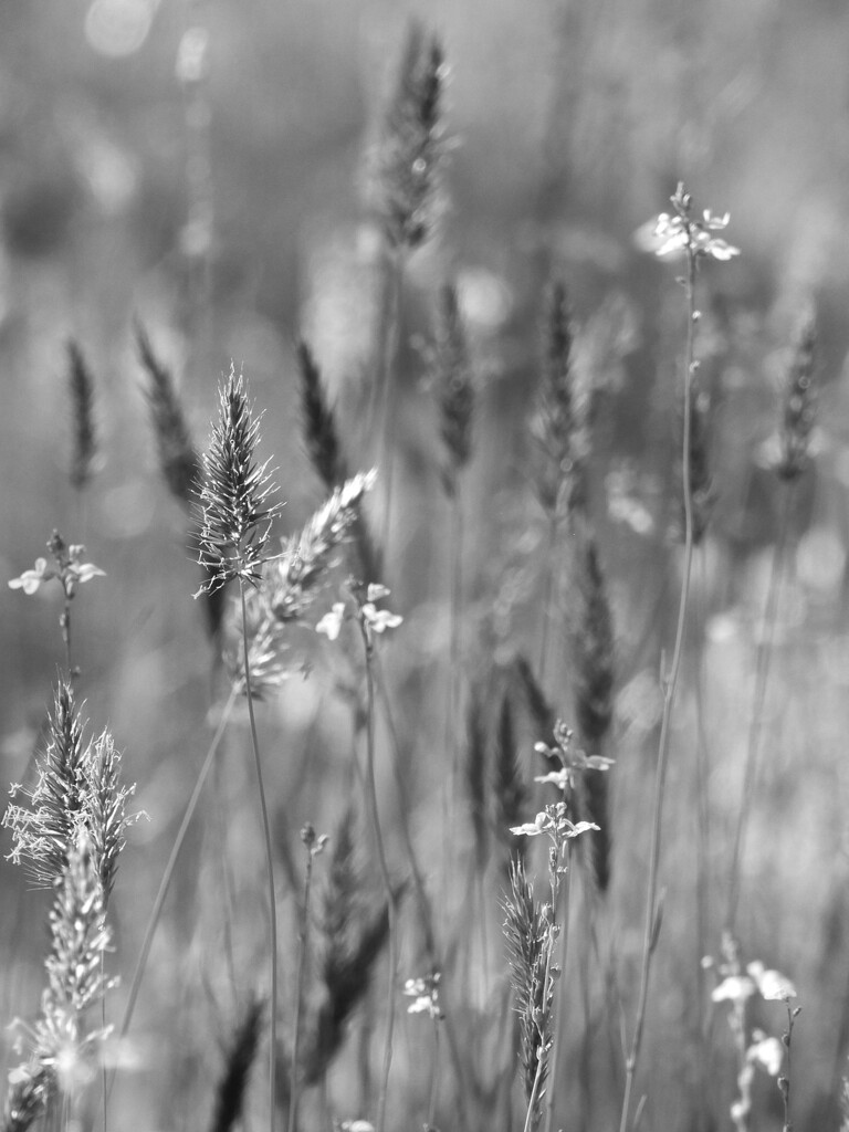 Grasses, weeds, and wildflowers... by marlboromaam
