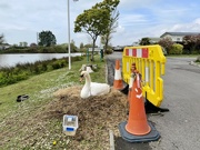 26th Apr 2024 - A protected swan
