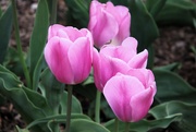 19th Apr 2024 - Purple Tulips