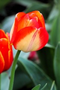 17th Apr 2024 - Tulip