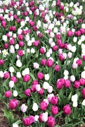 16th Apr 2024 - Purple And White Tulips