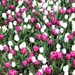 Purple And White Tulips by randy23