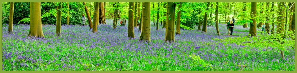 Panoramic View,Bluebell Wood,Coton Manor Gardens by carolmw