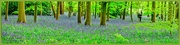 26th Apr 2024 - Panoramic View,Bluebell Wood,Coton Manor Gardens