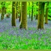 Panoramic View,Bluebell Wood,Coton Manor Gardens by carolmw