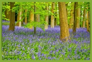 26th Apr 2024 - Bluebell Wood, Coton Manor Gardens