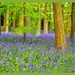 Bluebell Wood, Coton people Manor Gardens