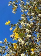 26th Apr 2024 - Creosote Pollination