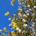 Creosote Pollination by jnewbio