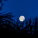 Waning Moon by danette