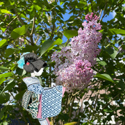 26th Apr 2024 - Hiroko loves the scented lilacs