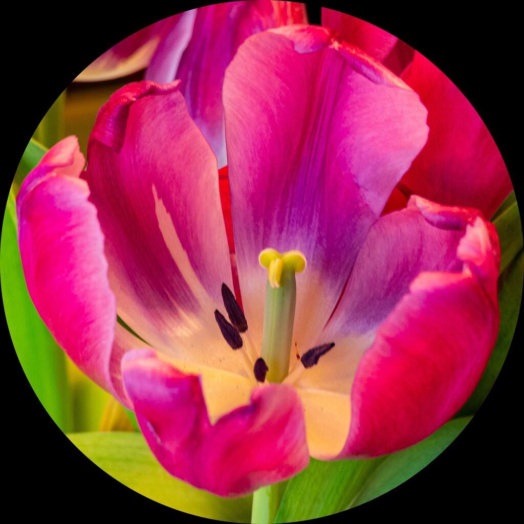 Circular tulips by mdaskin