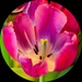 Circular tulips
