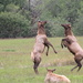 Elk games by pirish