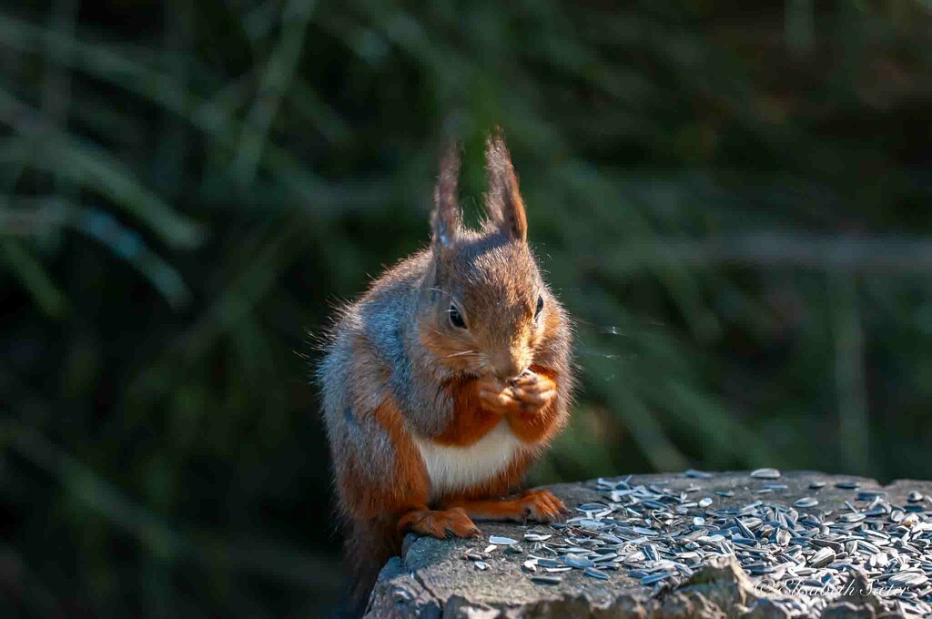Squirrel by elisasaeter