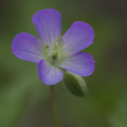 26th Apr 2024 - wild geranium 