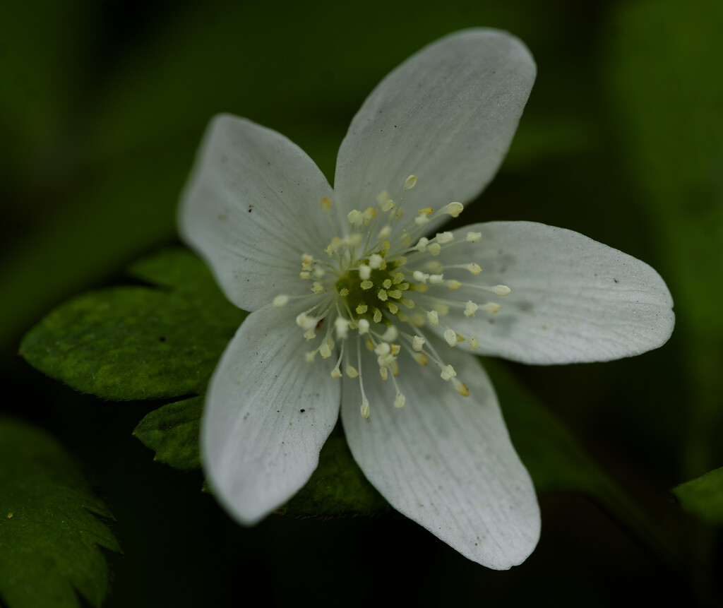 woodland anemone by rminer