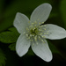 woodland anemone