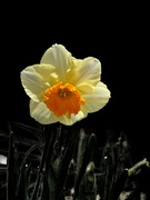 17th Apr 2024 - Colorful Daffodil