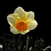 Colorful Daffodil