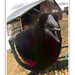 Red-Winged Blackbird by kbird61