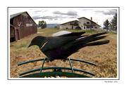 25th Apr 2024 - Female Red-Winged Blackbird