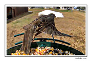 25th Apr 2024 - Tree Sparrow in Flight