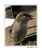 25th Apr 2024 - Tree Sparrow