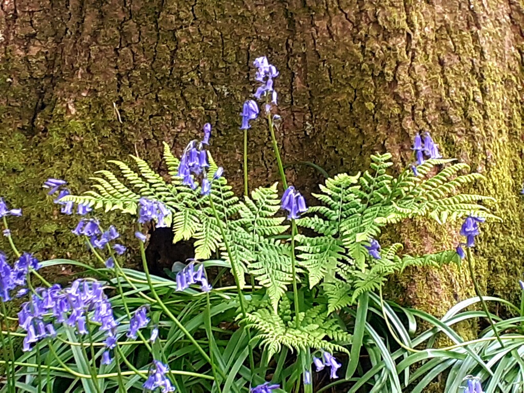Ferns and Flowers by fbailey