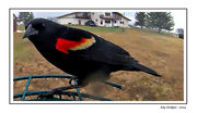 26th Apr 2024 - Red Wing Blackbird in the Rain