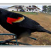 Red Wing Blackbird in the Rain by kbird61