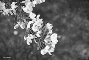 26th Apr 2024 - Crabapple blooms B&W