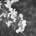 Crabapple blooms B&W by larrysphotos